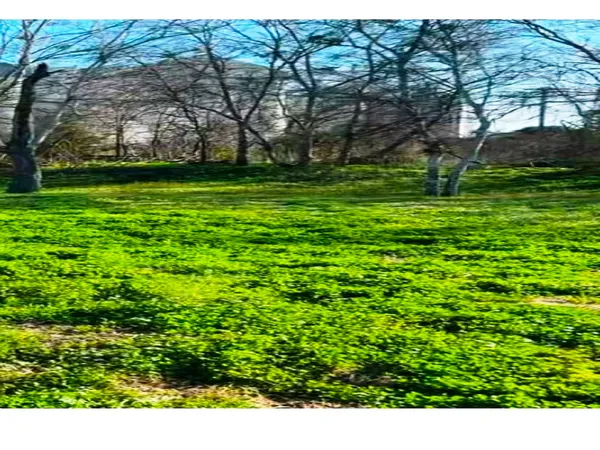 a view of a park with a tree
