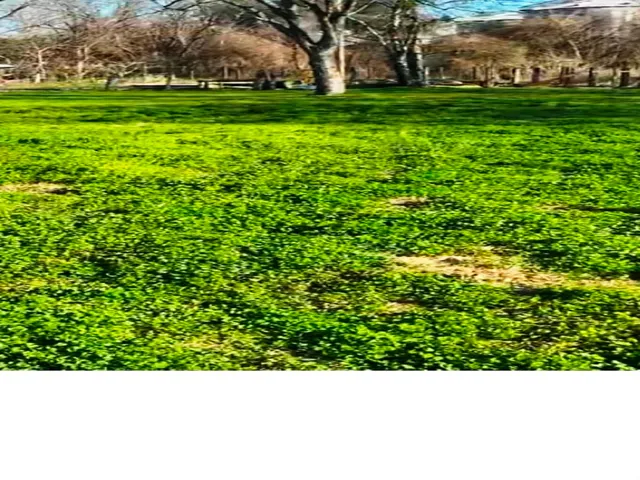 a view of a trees with a big yard