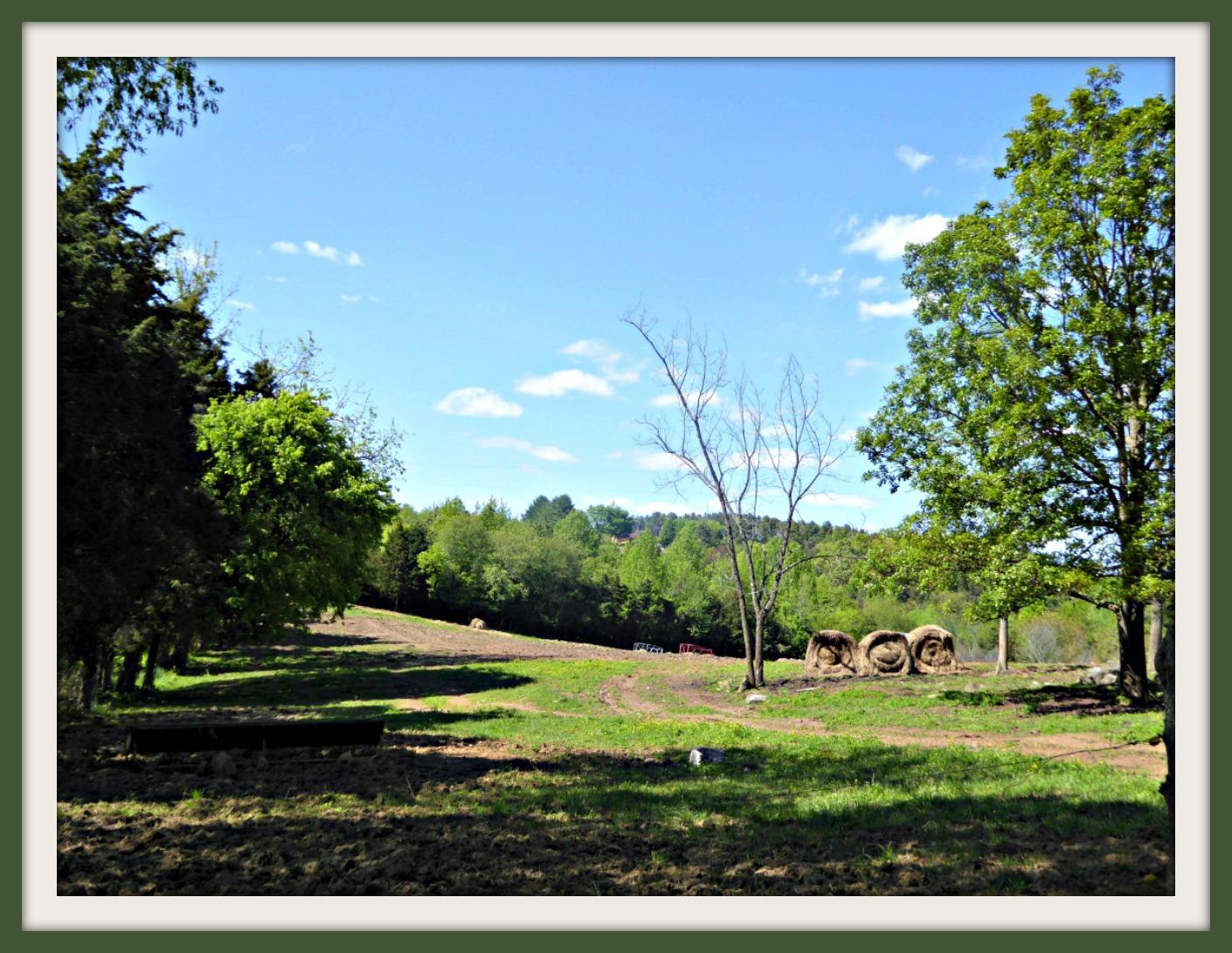 Lot 5 Niles Road Dandridge, TN 37725 - Photo 3 of 8 P1010961f