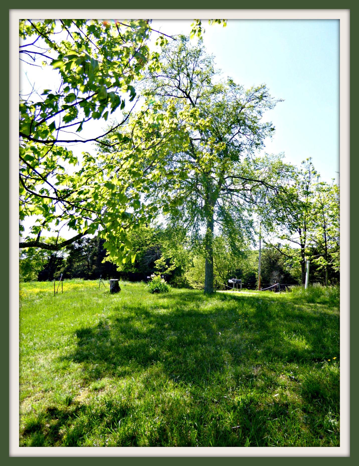 Lot 5 Niles Road Dandridge, TN 37725 - Photo 5 of 8 P1010974f