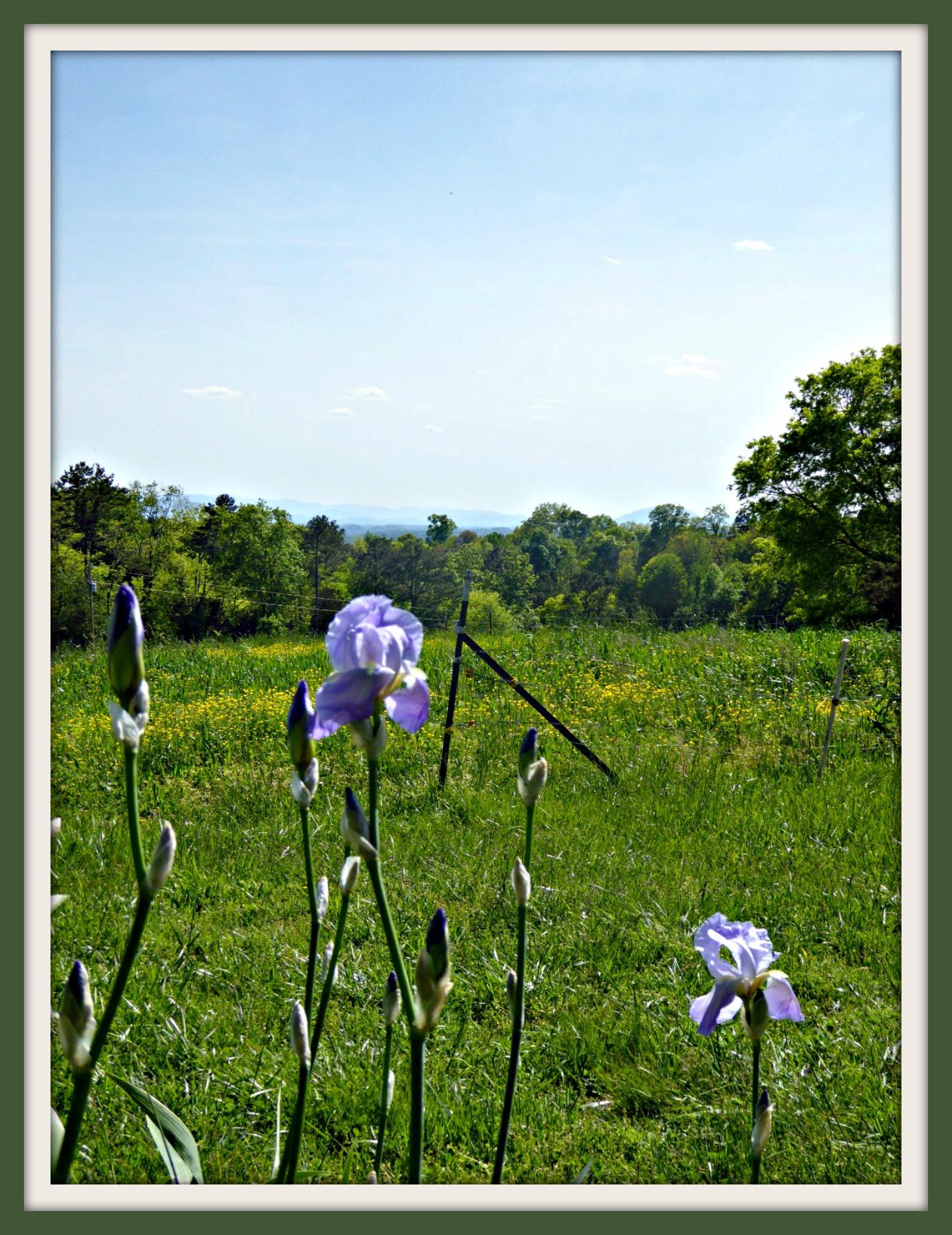 Lot 5 Niles Road Dandridge, TN 37725 - Photo 6 of 8 P1010975f