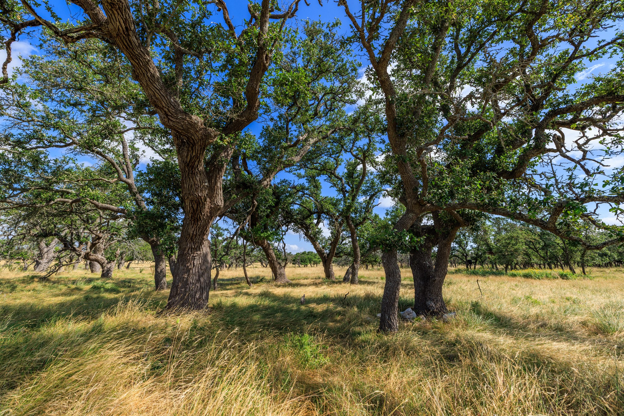 436 Stevens Ranch Road Harper, TX 78631 - Photo 10 of 31 Mature oak trees spread across a grassy landscape under a clear blue sky.
