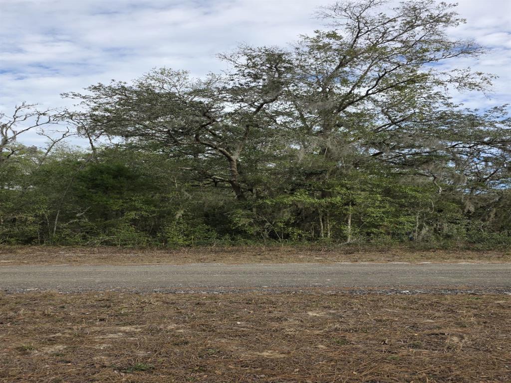 a view of a field with plants and trees