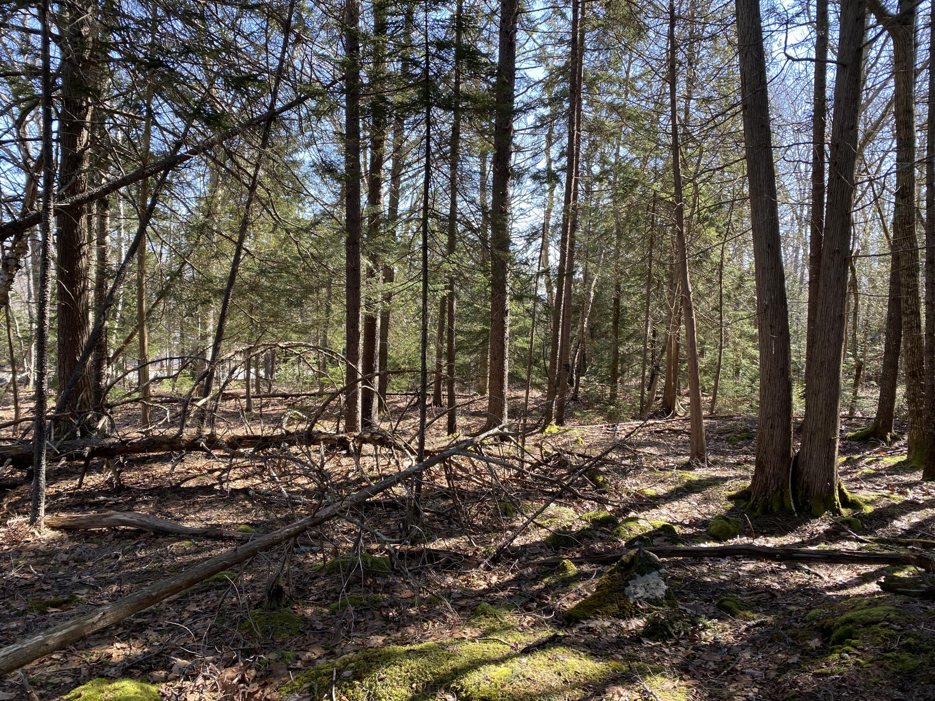 0 Beach Road Lincolnville, ME 04849 - Photo 3 of 16 IMG_1120