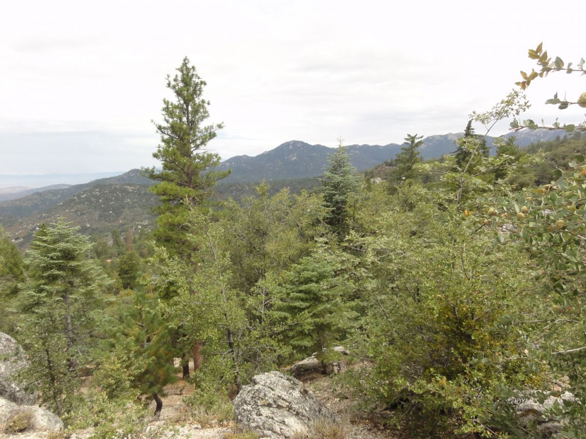 24810 Old Banning Road Idyllwild, CA 92549 - Photo 7 of 22 a view of a forest with mountains in the background