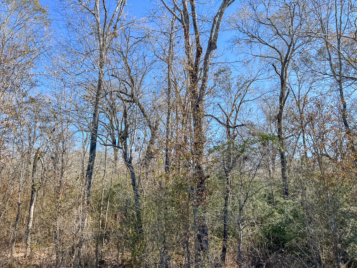12 Highway 287 Pennington, TX 75856 - Photo 15 of 24 a view of forest