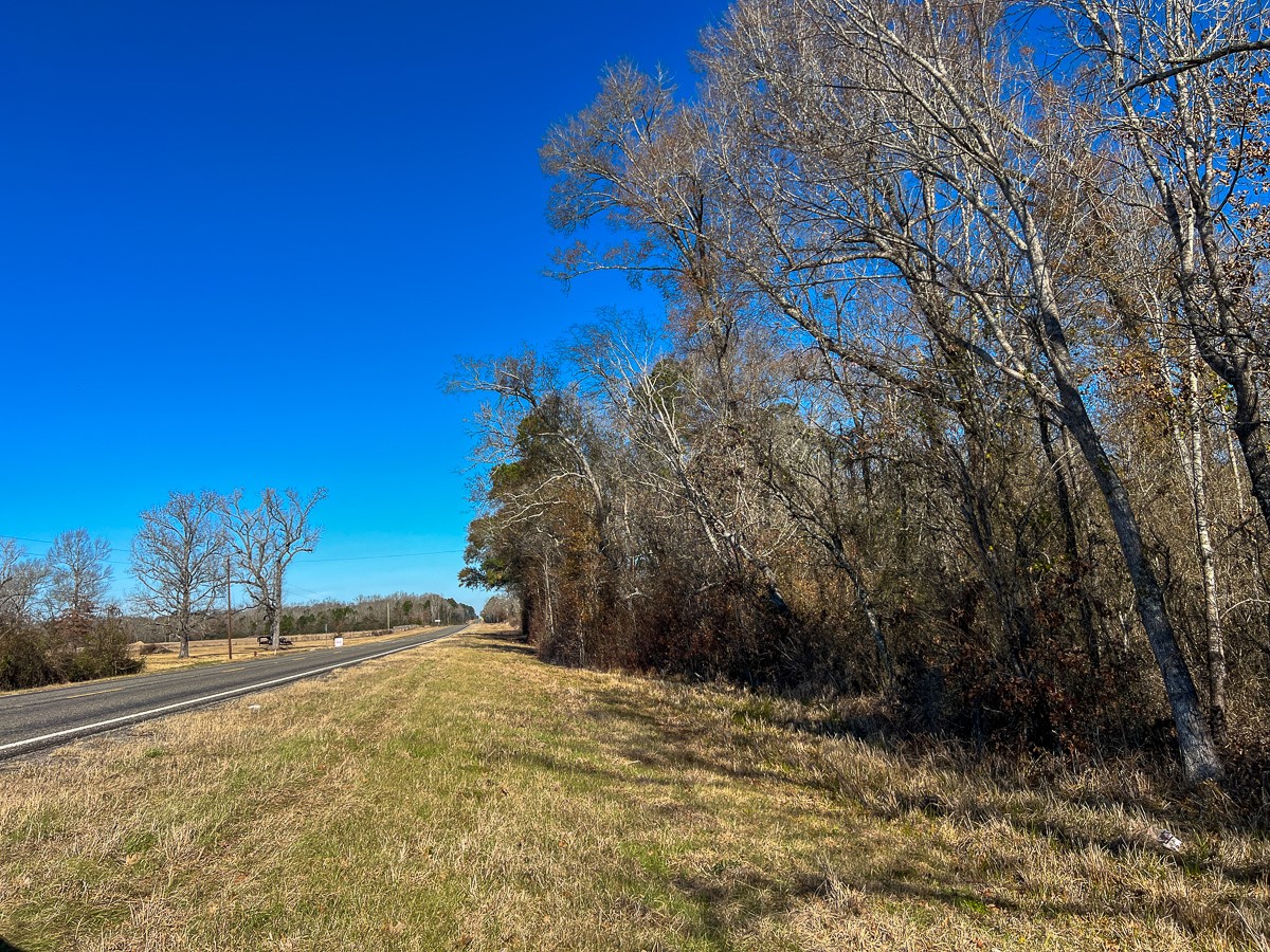 12 Highway 287 Pennington, TX 75856 - Photo 16 of 24 a view of a yard with a tree