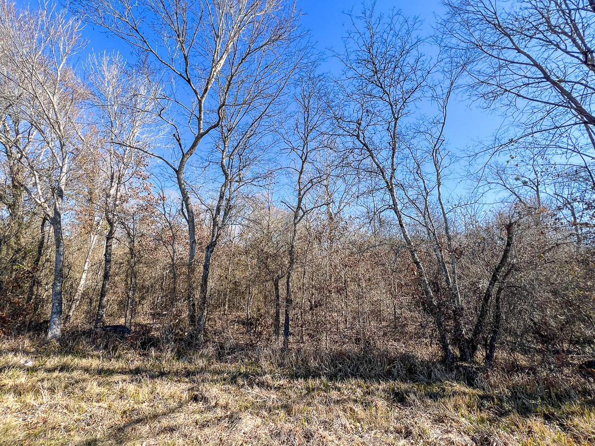 12 Highway 287 Pennington, TX 75856 - Photo 17 of 24 a backyard of a house with lots of trees