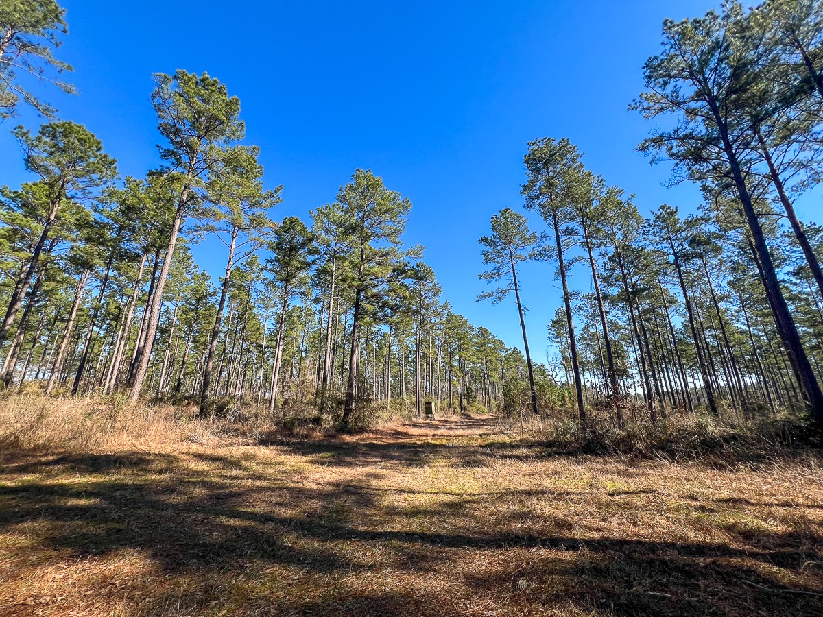 12 Highway 287 Pennington, TX 75856 - Photo 22 of 24 a view of a yard with large trees