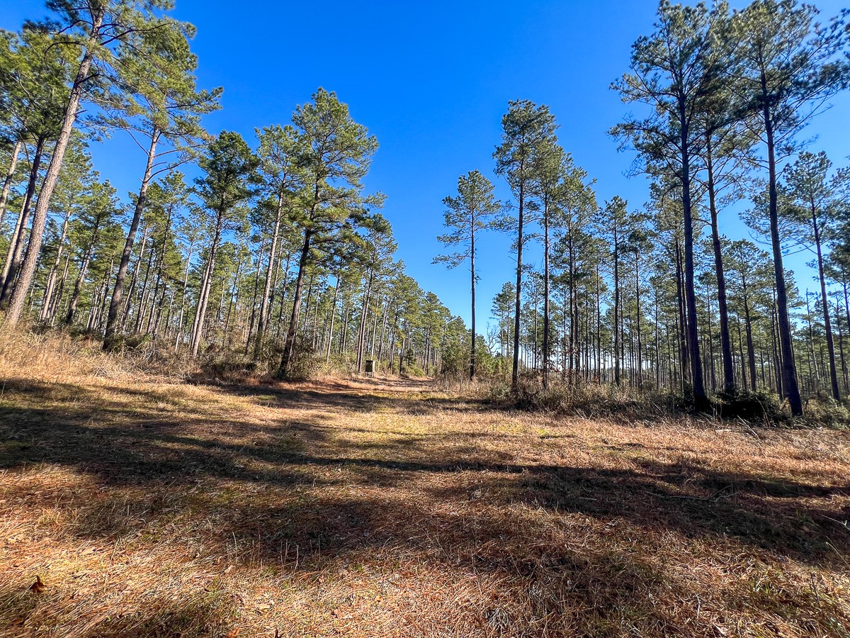 12 Highway 287 Pennington, TX 75856 - Photo 23 of 24 a backyard of a house with lots of green space