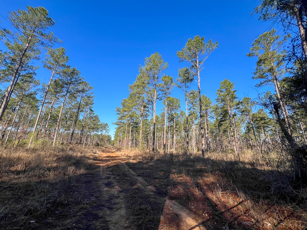 12 Highway 287 Pennington, TX 75856 - Photo 5 of 24 a view of a yard with tree s