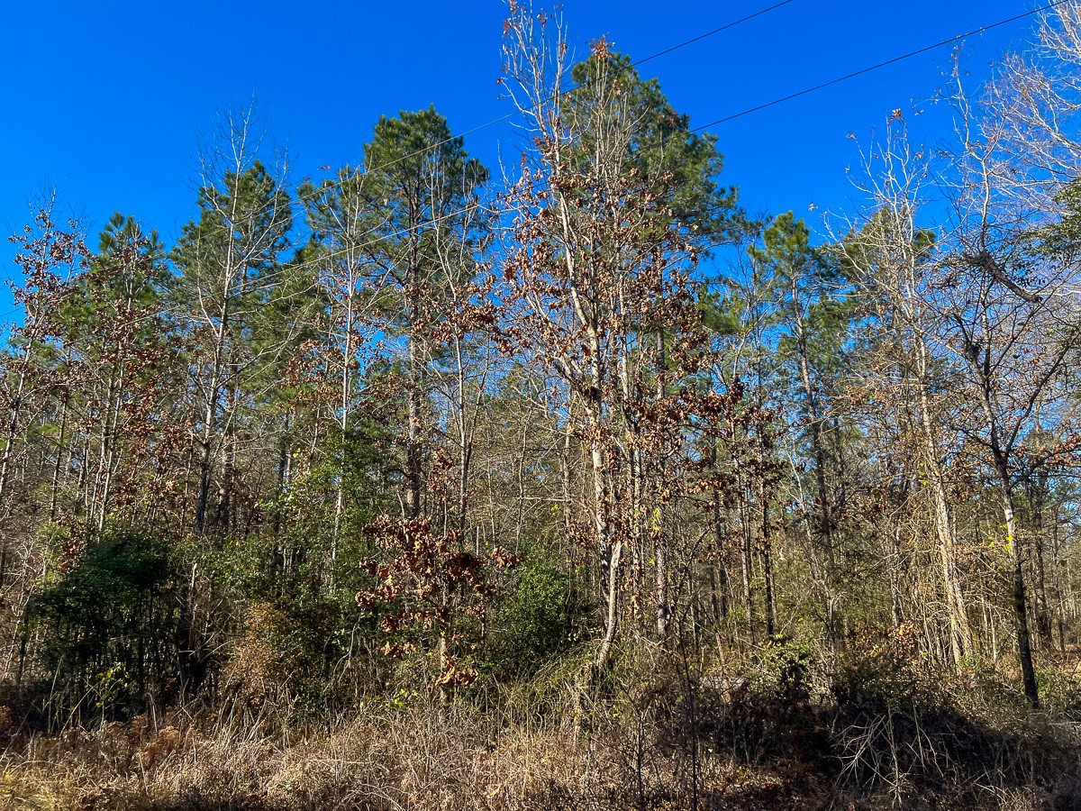 12 Highway 287 Pennington, TX 75856 - Photo 8 of 24 a view of a tree with a yard