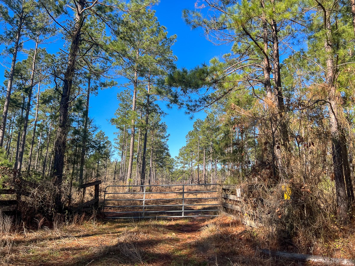 12 Highway 287 Pennington, TX 75856 - Photo 9 of 24 a view of a yard with plants and trees