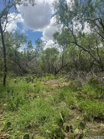 a view of a lush green forest with lots of trees
