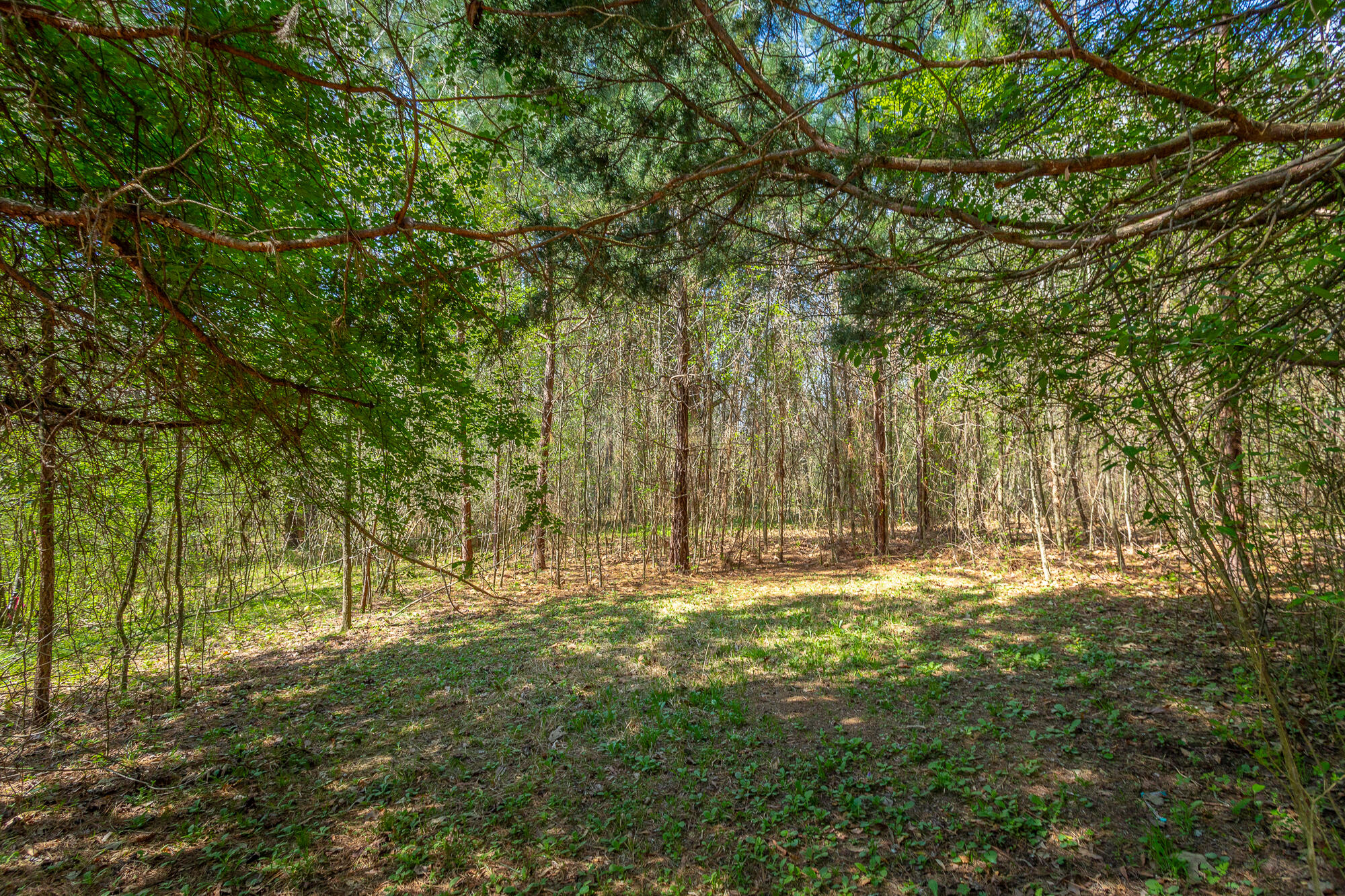 245 New Murraytown Road Northwest Cleveland, TN 37312 - Photo 23 of 25 Back Yard