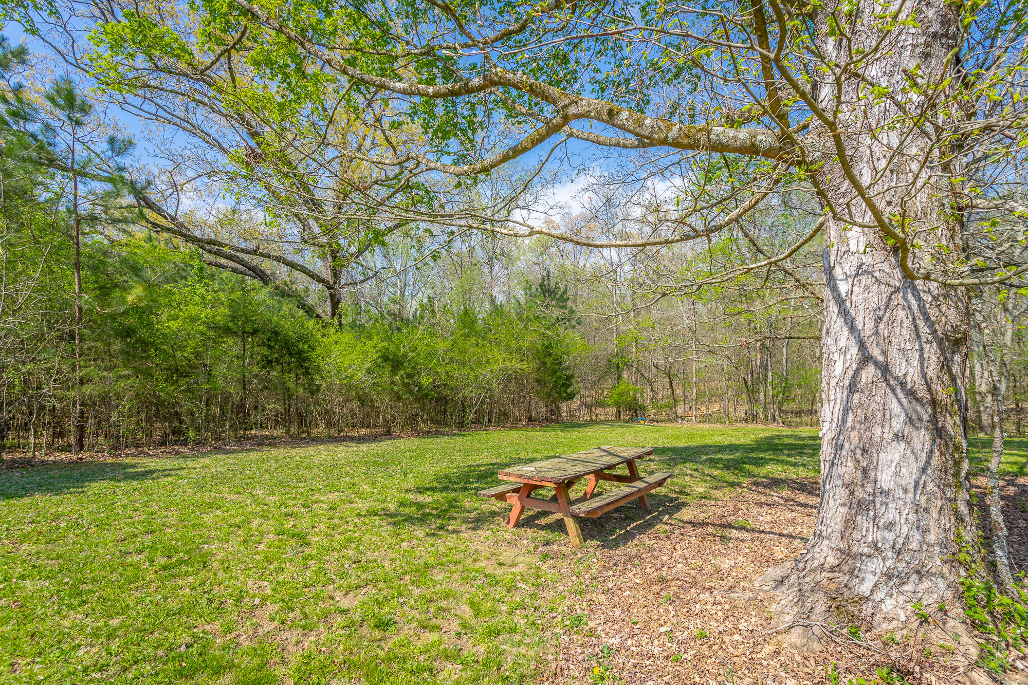 245 New Murraytown Road Northwest Cleveland, TN 37312 - Photo 3 of 25 Back Yard