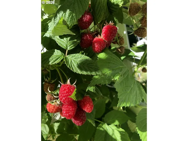 $524,900 | 49400 Eagle Rock Place, Vida, OR 97488