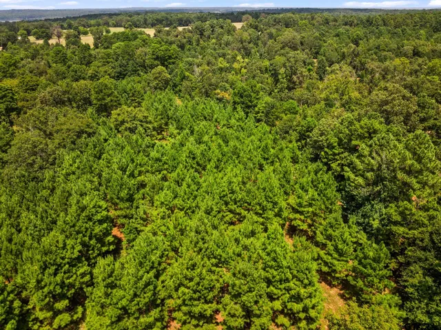 a view of a lush green forest