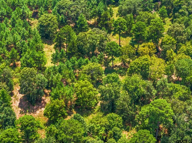 a view of a bunch of trees