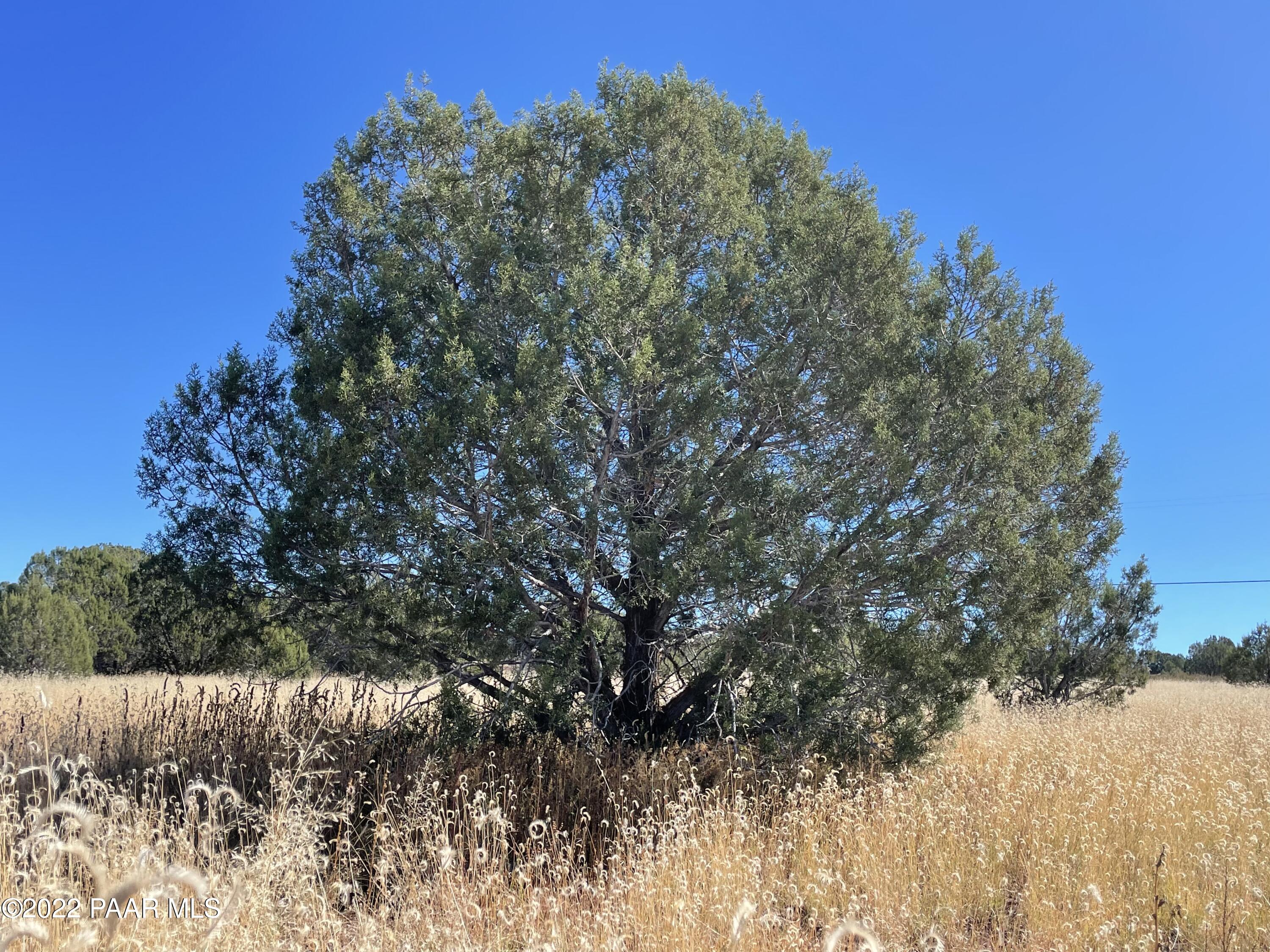 4037 Verde Road Williams, AZ 86046 - Photo 1 of 15 a view of a yard