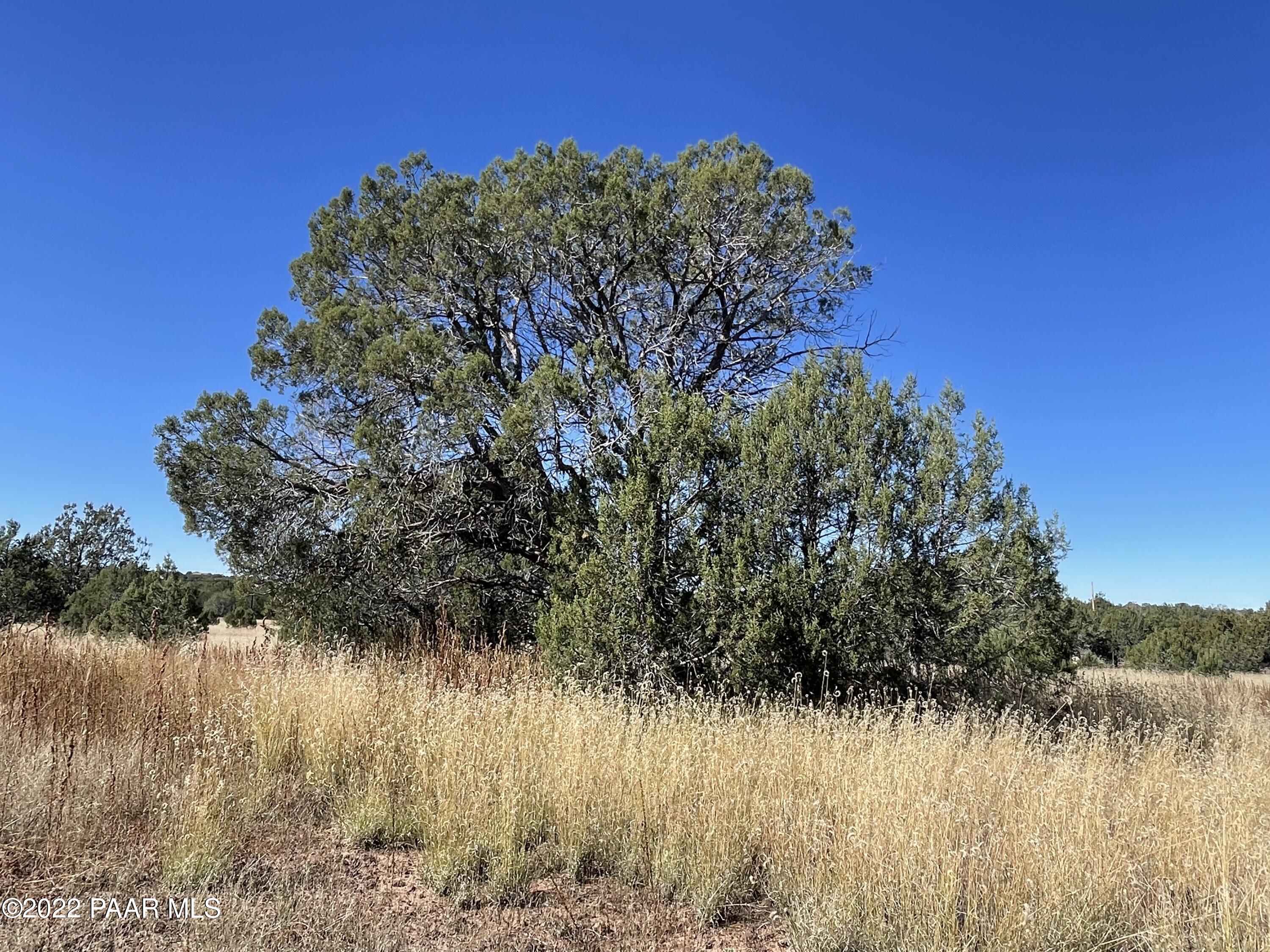 4037 Verde Road Williams, AZ 86046 - Photo 11 of 15 a view of a garden