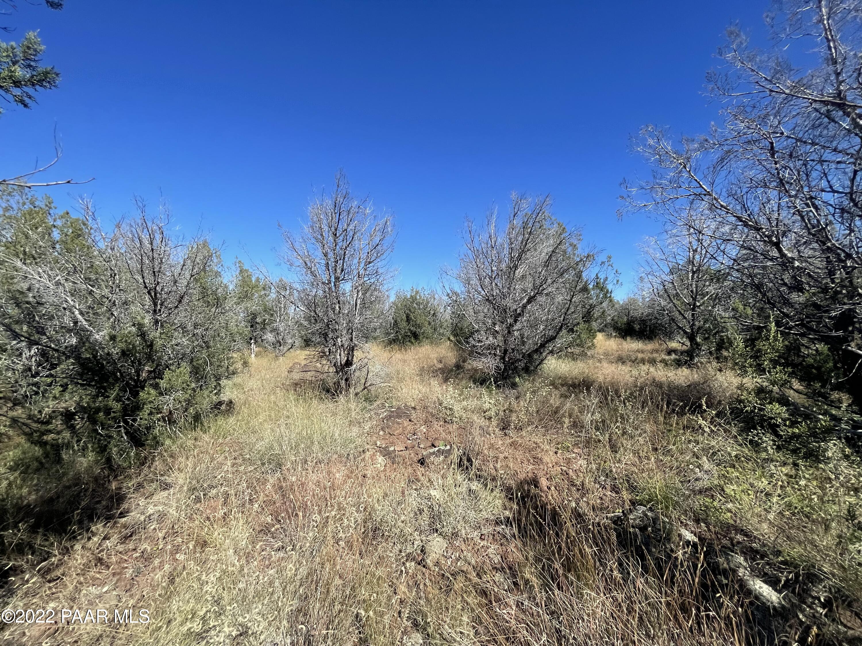 4037 Verde Road Williams, AZ 86046 - Photo 9 of 15 a view of a tree in a yard