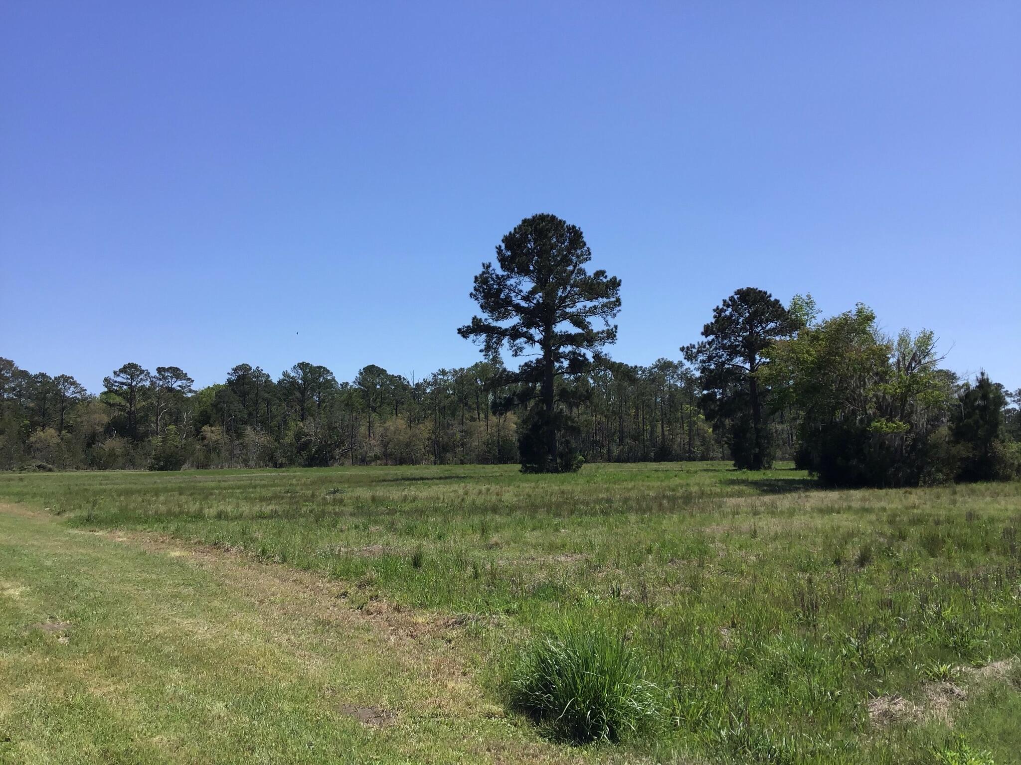Tract B Wilson Road Meggett, SC 29449 - Photo 1 of 74 D_Urban_IMG_0547