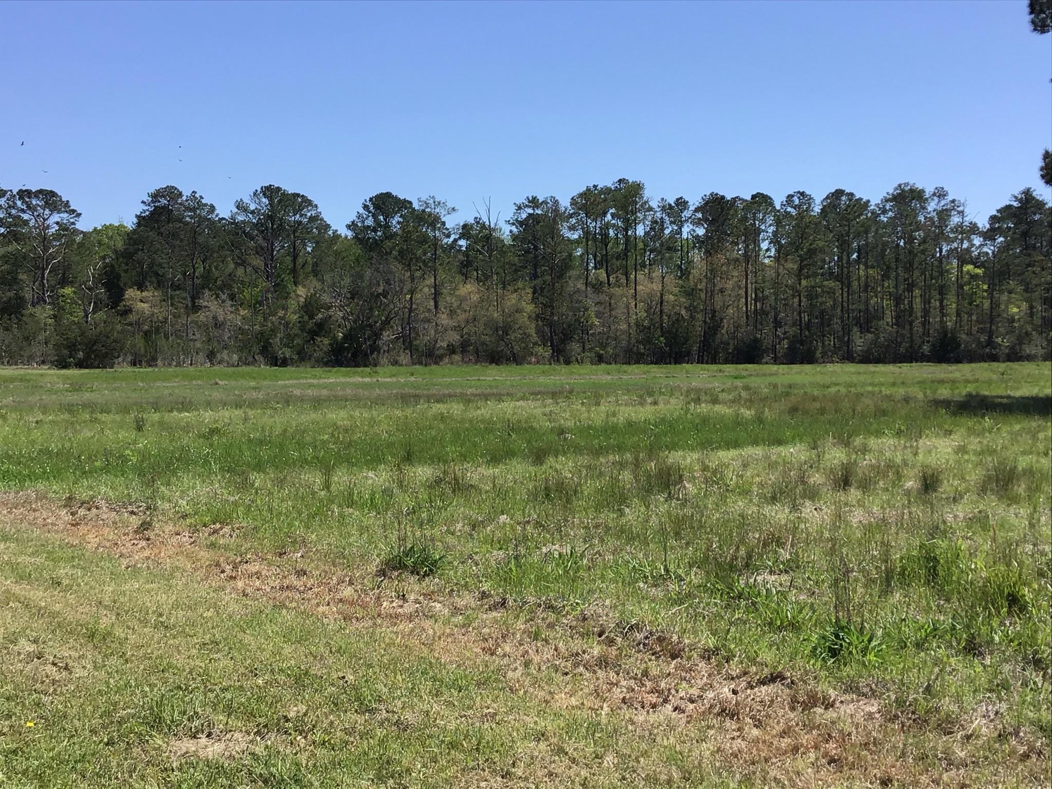 Tract B Wilson Road Meggett, SC 29449 - Photo 13 of 74 D_Urban_IMG_0560