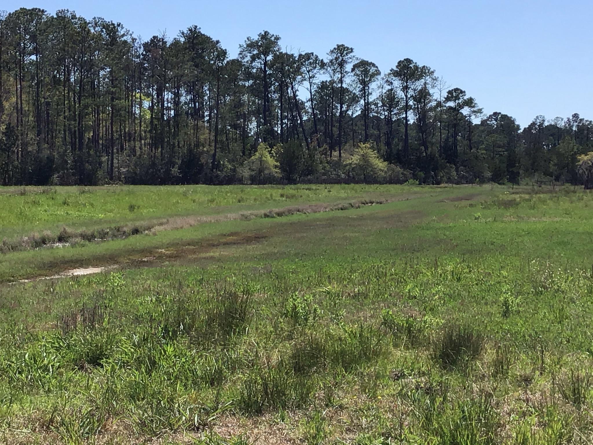 Tract B Wilson Road Meggett, SC 29449 - Photo 19 of 74 D_Urban_IMG_0568