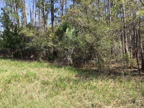 Tract B Wilson Road Meggett, SC 29449 - Photo 49 of 74 D_Urban_IMG_0600