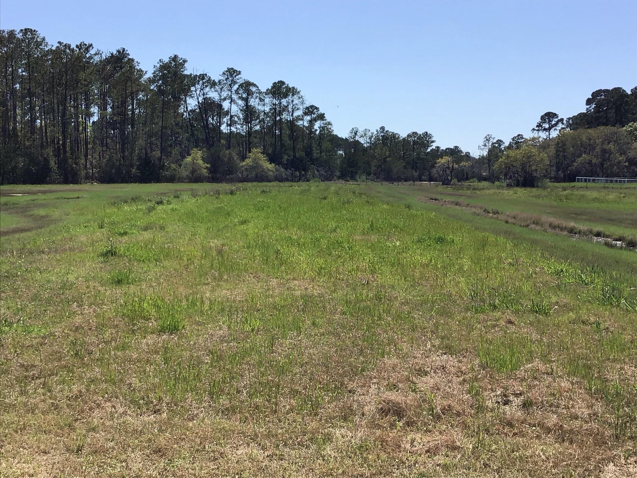 Tract B Wilson Road Meggett, SC 29449 - Photo 60 of 74 D_Urban_IMG_0614