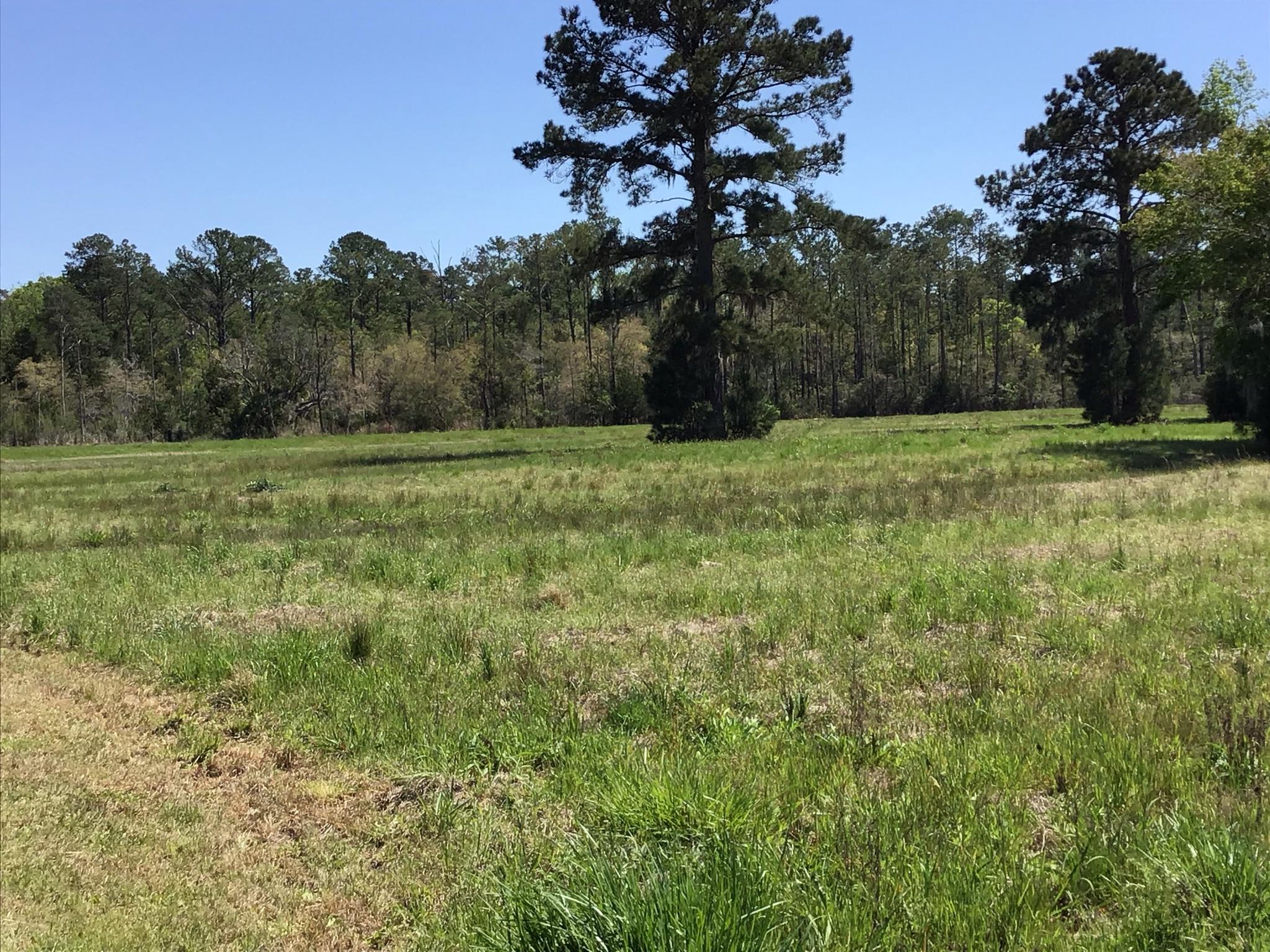 Tract B Wilson Road Meggett, SC 29449 - Photo 63 of 74 D_Urban_IMG_0617