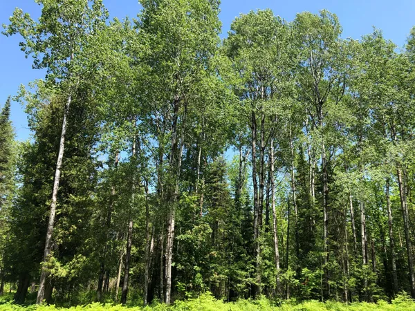 $62,500 | Tbd Rush Island Lake Road, Spring Lake, MN 56680