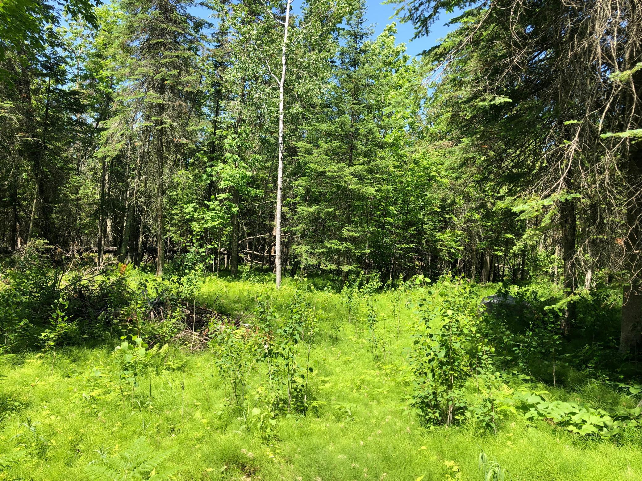 Tbd Rush Island Lake Road Spring Lake, MN 56680 - Photo 14 of 21