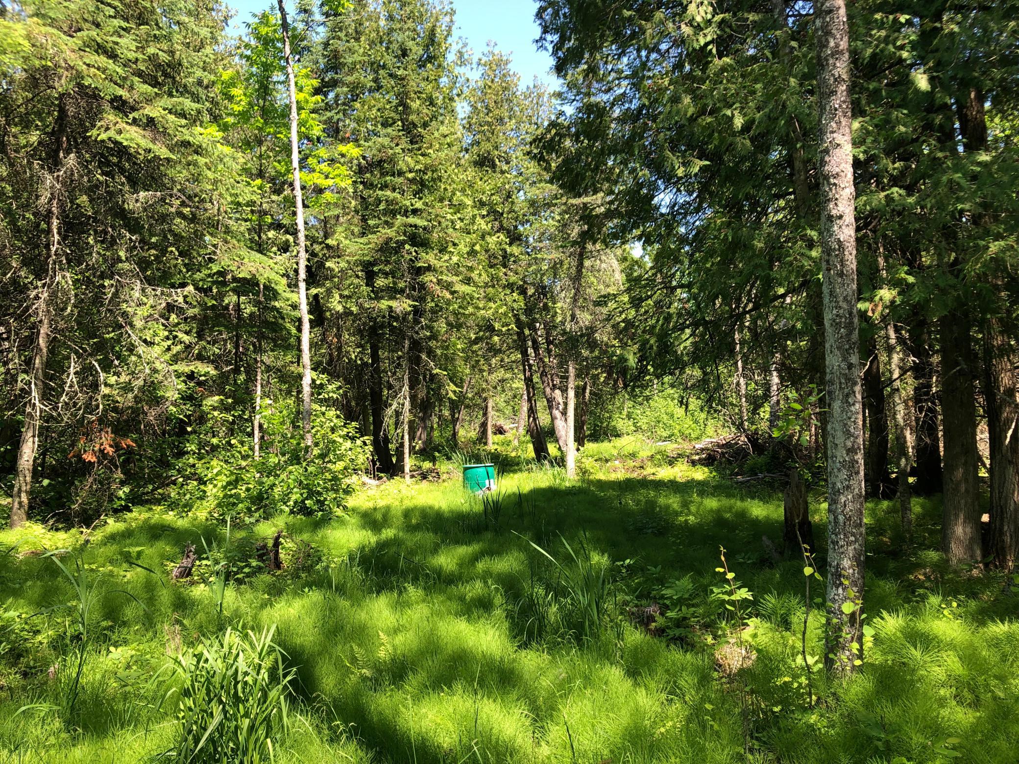 Tbd Rush Island Lake Road Spring Lake, MN 56680 - Photo 16 of 21