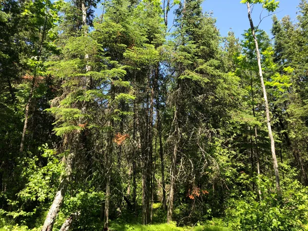 $62,500 | Tbd Rush Island Lake Road, Spring Lake, MN 56680