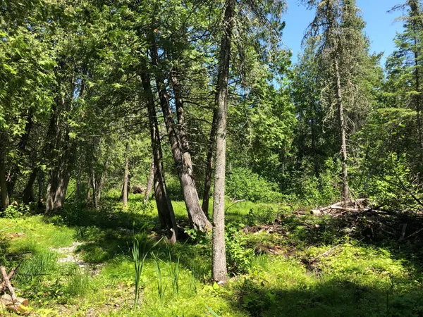 $62,500 | Tbd Rush Island Lake Road, Spring Lake, MN 56680