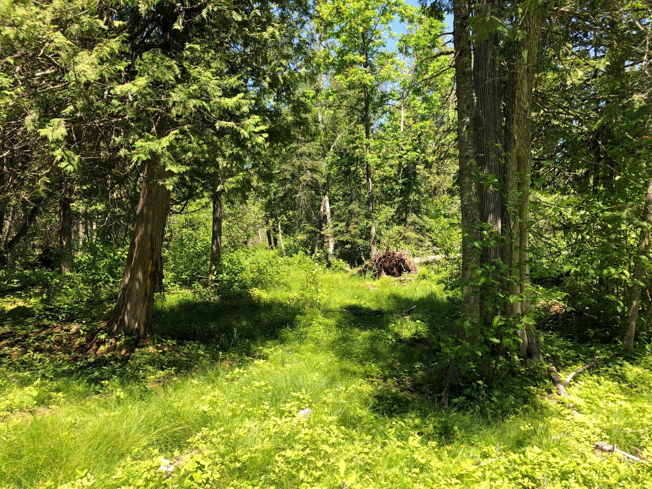 Tbd Rush Island Lake Road Spring Lake, MN 56680 - Photo 20 of 21
