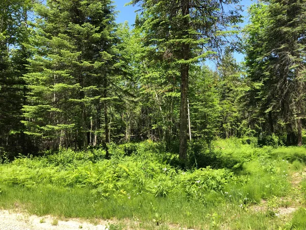 $62,500 | Tbd Rush Island Lake Road, Spring Lake, MN 56680