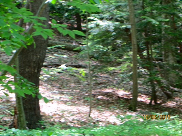 4 Poocham Road Westmoreland, NH 03467 - Photo 1 of 7