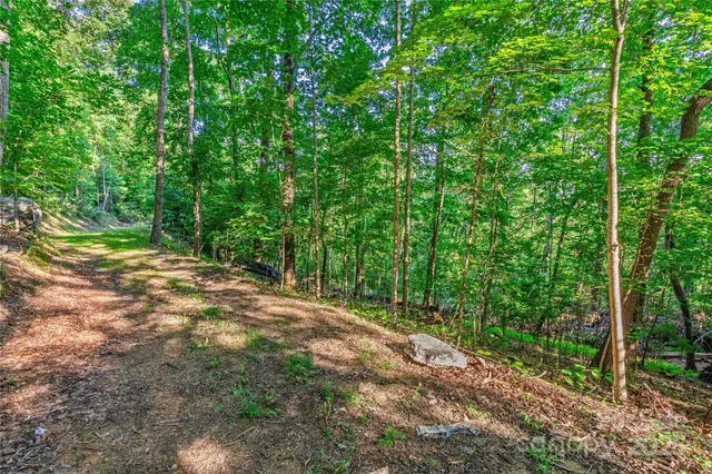 a view of a yard with plants and large trees