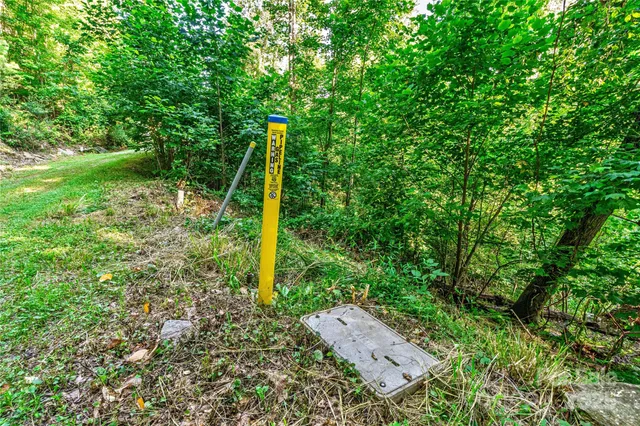 a view of a backyard with a tree