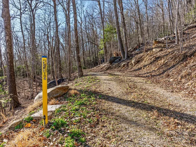 a view of a yard with trees