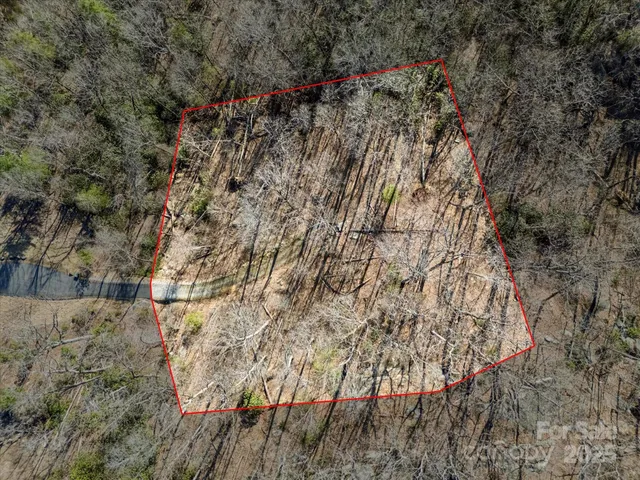 a view of a forest with a tree