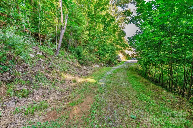 a view of a lush green forest