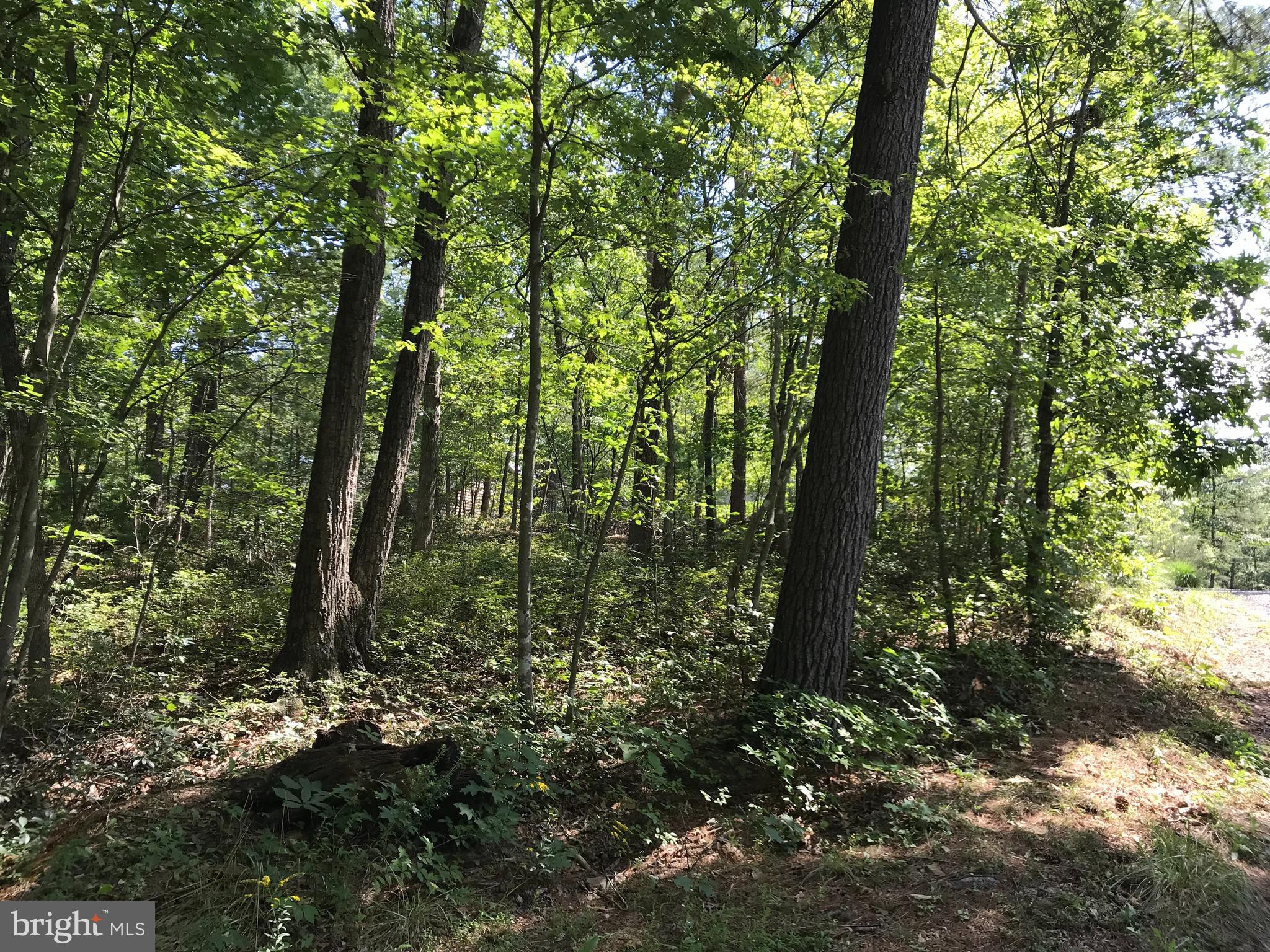 0 Ironwood Road Mount Jackson, VA 22842 - Photo 1 of 3 Gallery Image 1