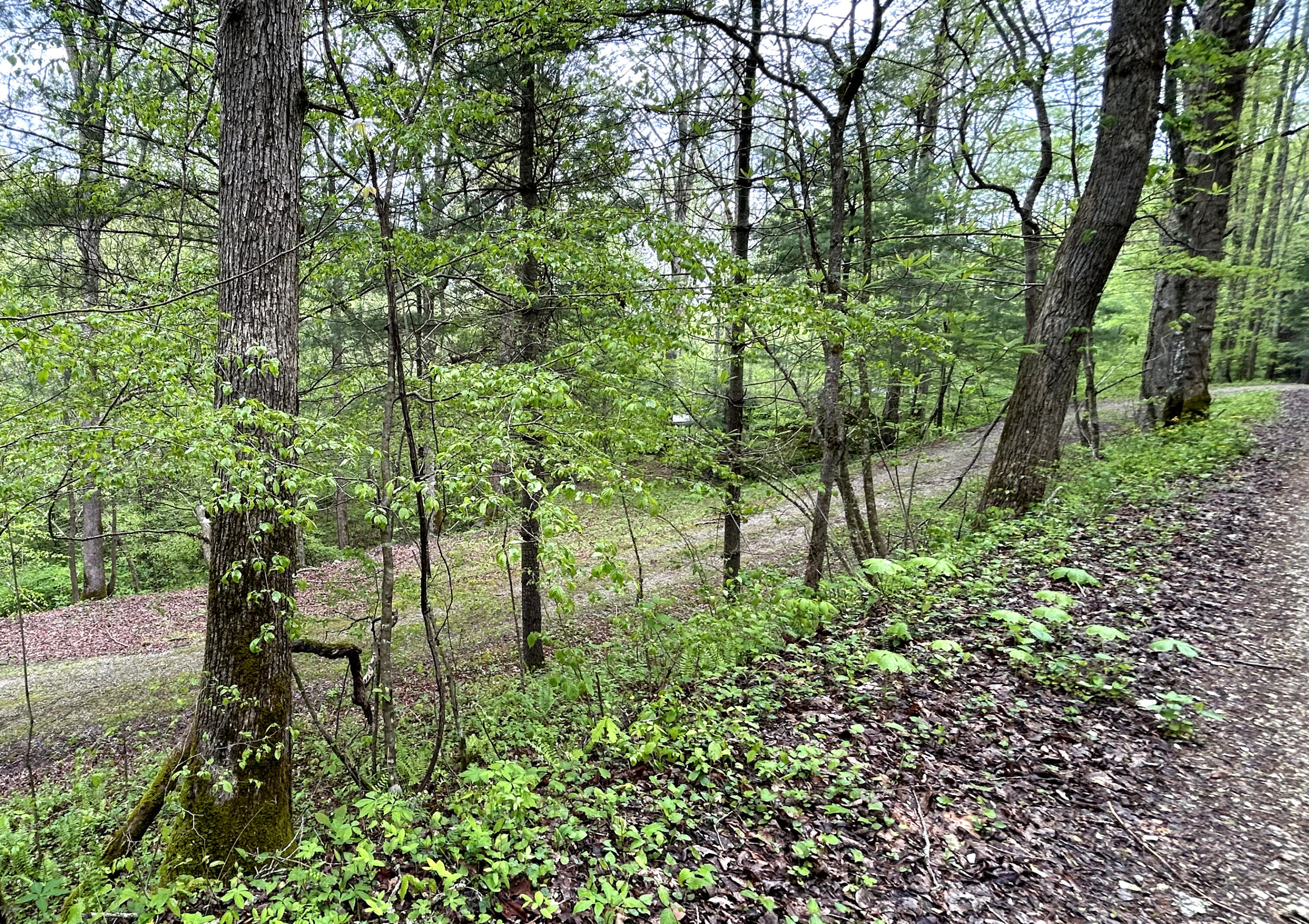 1180 Raccoon Creek Road Sandgap, KY 40481 - Photo 48 of 60 IMG_2555