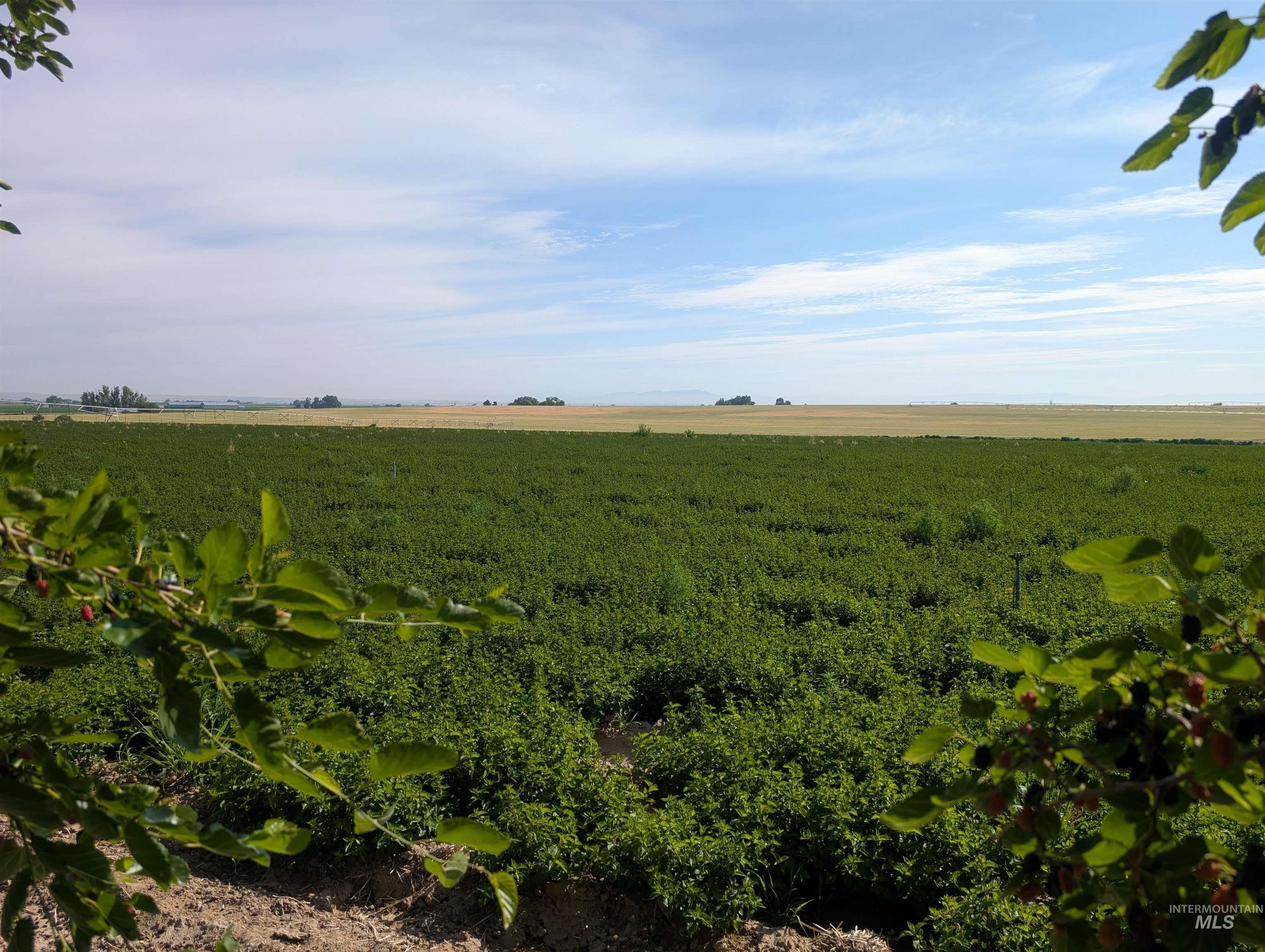 0 Lower Pleasant Ridge Road Wilder, ID 83676 - Photo 4 of 7 View of nature with rural landscape