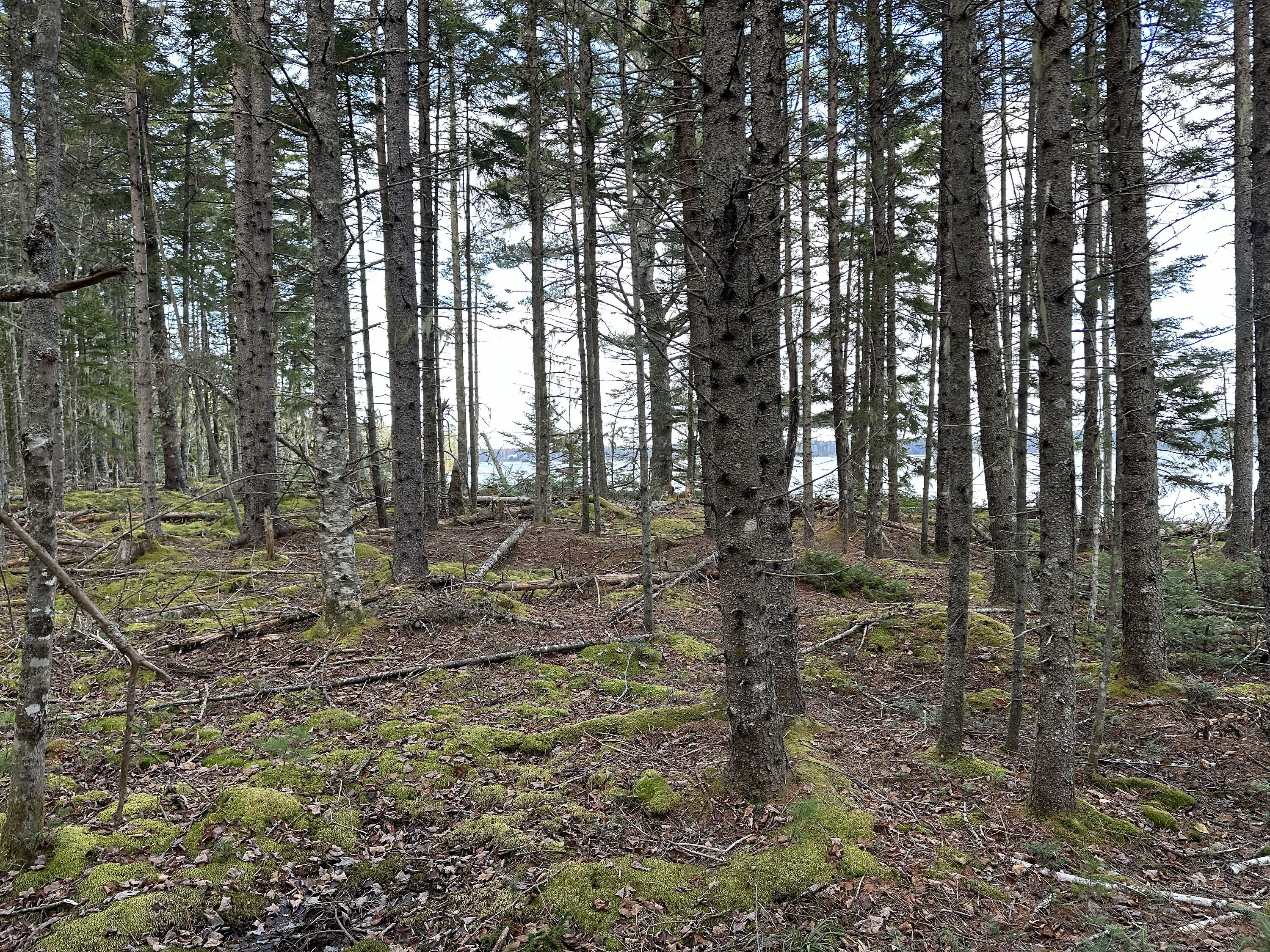 102 Naskeag Point Road Brooklin, ME 04616 - Photo 11 of 22 102 Naskeag_011