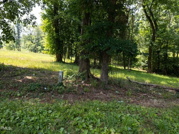 a view of a yard with plants and large trees